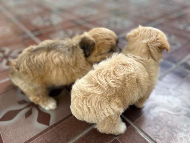 Cachorritas Maltés 