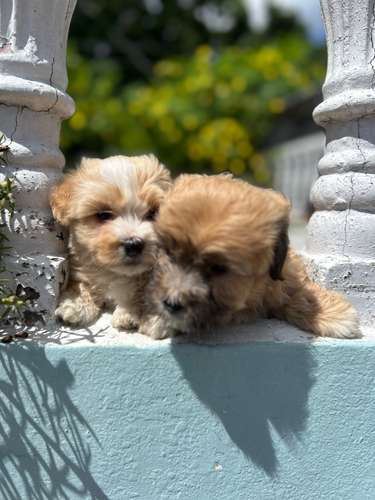 Cachorritas Maltés 
