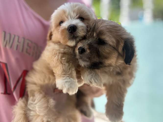 Cachorritas Maltés 