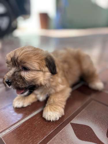 Cachorritas Maltés 