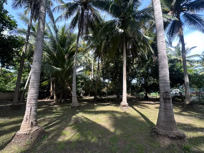  Tu lote de playa a 1 km de San Diego – 300 m² con cocoteros – $55,000 - Imagen 2