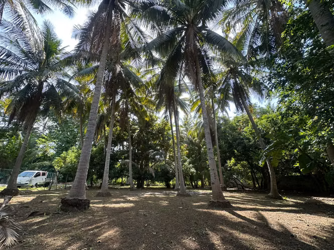  Tu lote de playa a 1 km de San Diego – 300 m² con cocoteros – $55,000