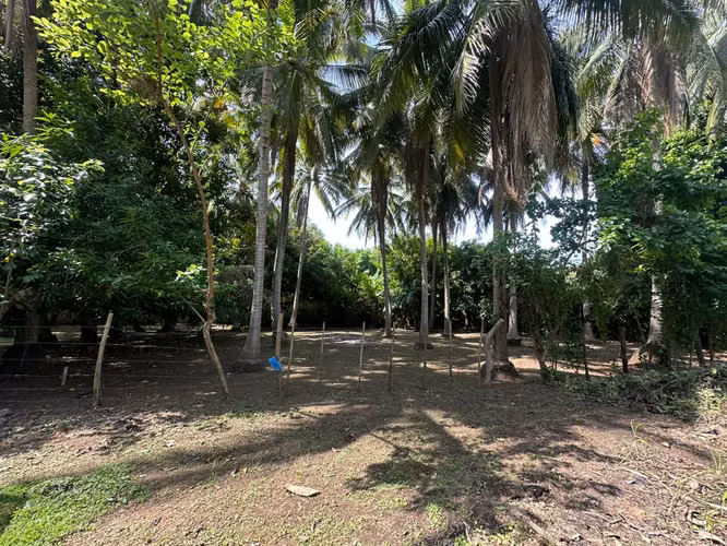  Tu lote de playa a 1 km de San Diego – 300 m² con cocoteros – $55,000 - Imagen 19