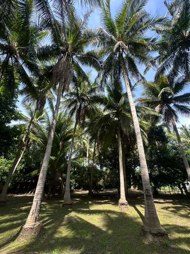  3 lotes juntos en esquina – 915 m² a 1 km de Playa San Diego – $160,000 - Imagen 12