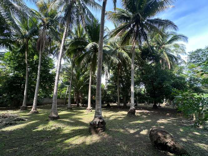  3 lotes juntos en esquina – 915 m² a 1 km de Playa San Diego – $160,000 - Imagen 4