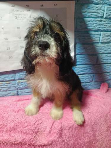 En venta bella cachorra Cockers con Maltés vacunada  - Imagen 8