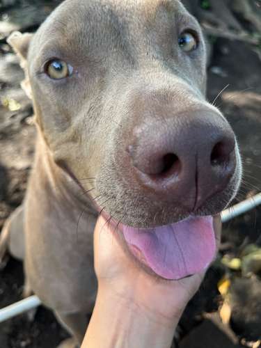 Adopcion - Imagen 2