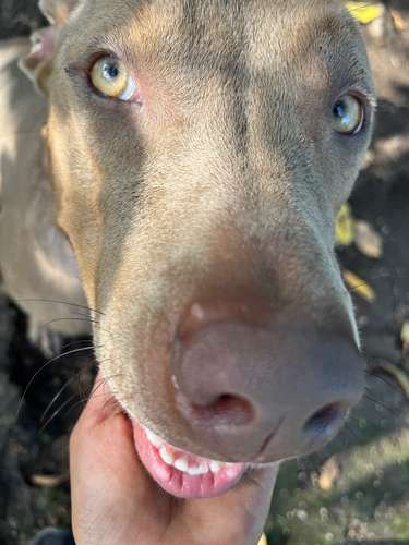 Adopcion - Imagen 3