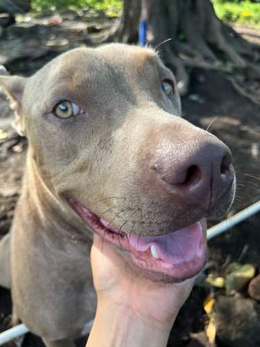 Adopcion - Imagen 1