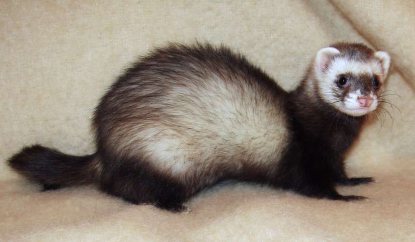 Nice ferrets