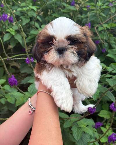 Shih Tzu esponjoso - Imagen 3