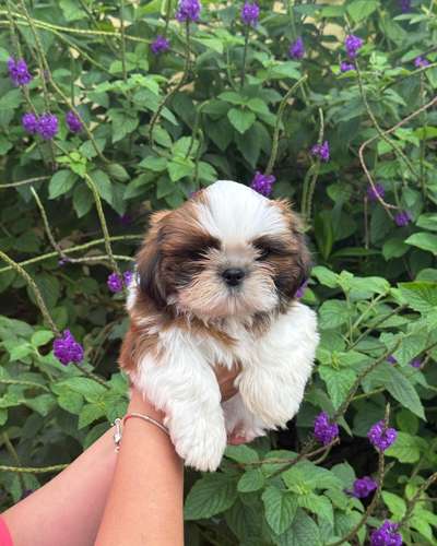 Shih Tzu esponjoso - Imagen 4
