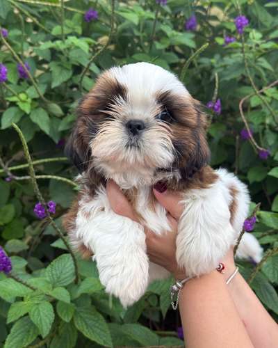 Shih Tzu esponjoso - Imagen 2