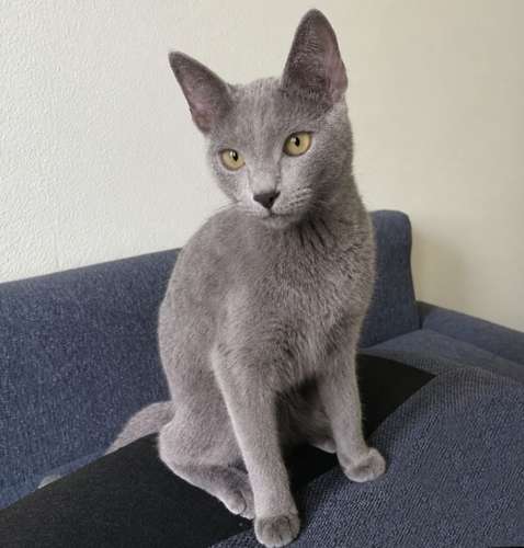 Russian Blue Grey