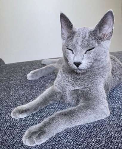 Azul Ruso Gris