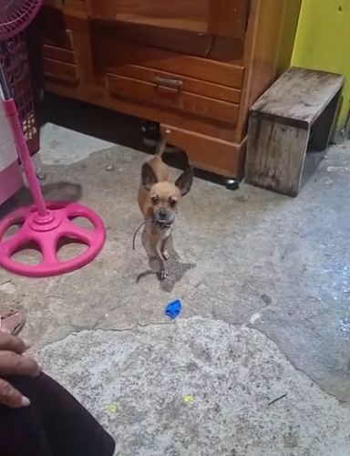 Chihuahua 1 año macho mini super chikitito