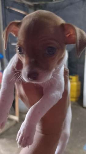vendo Chihuahua hembra