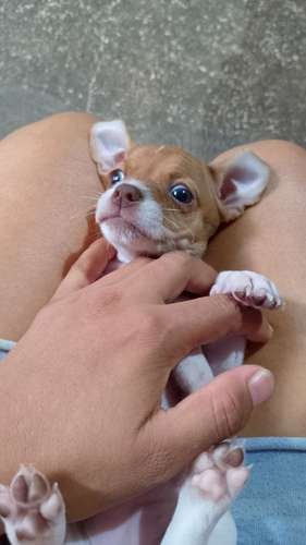 vendo Chihuahua hembra