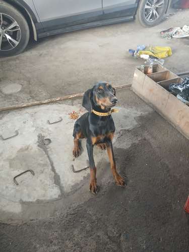 Doberman hembra 