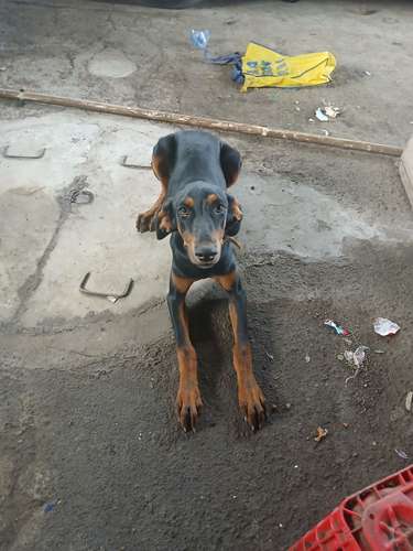 Doberman hembra 