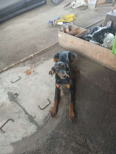 Doberman hembra 