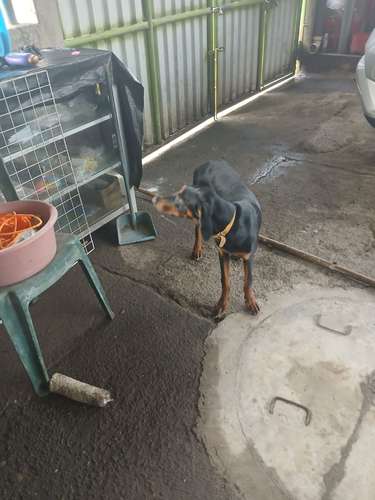 Doberman hembra 