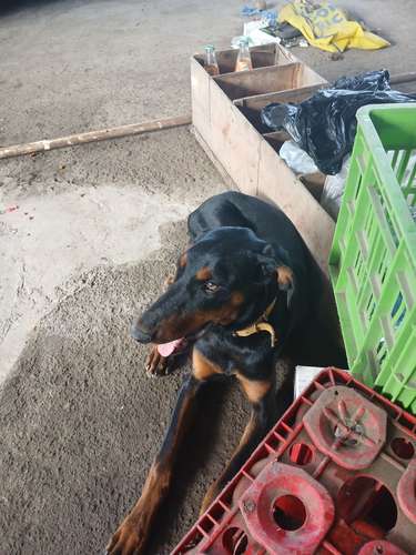 Doberman hembra 