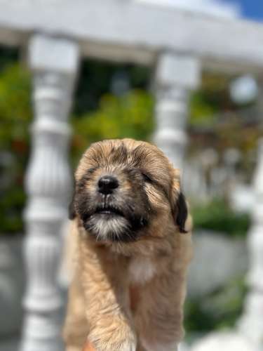 Cachorrita Maltes  - Imagen 3