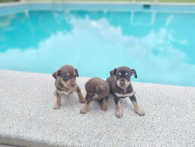 Chihuahuas mini toy 