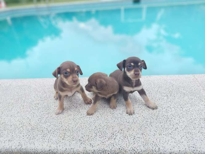 Chihuahuas mini toy  - Imagen 3