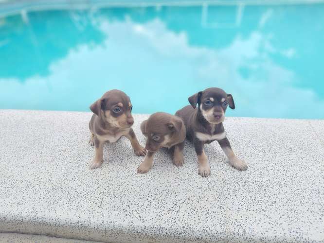 Chihuahua mini toy 