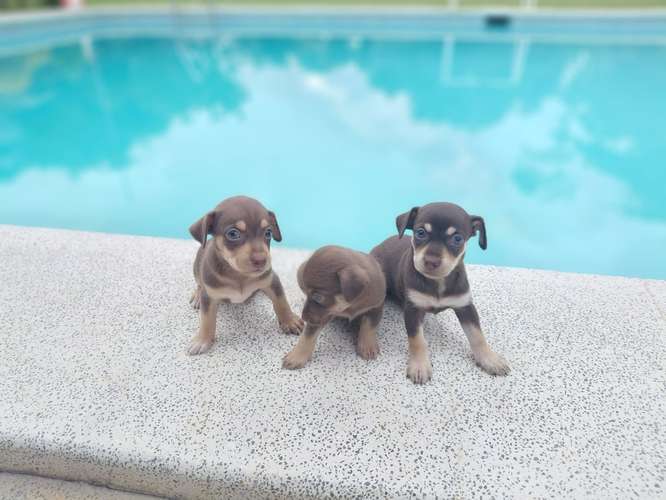 Chihuahua mini toy 