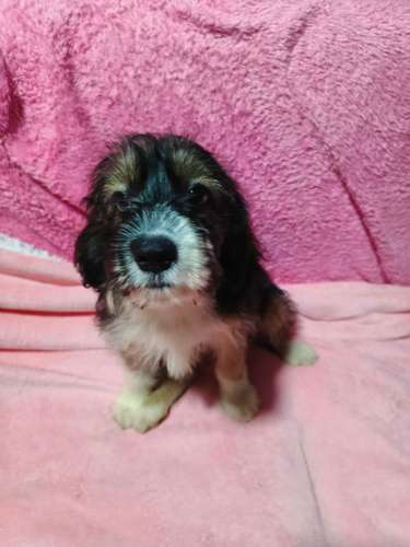 Linda cachorra Cockers con Maltés vacunada y desparacitada - Imagen 15