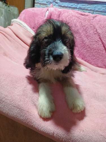 Linda cachorra Cockers con Maltés vacunada y desparacitada - Imagen 17