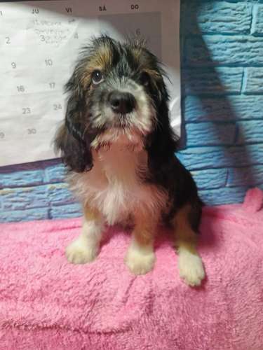 Linda cachorra Cockers con Maltés vacunada y desparacitada - Imagen 3