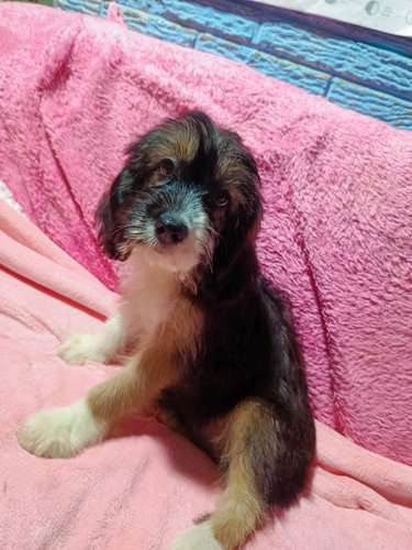 Linda cachorra Cockers con Maltés vacunada y desparacitada - Imagen 9