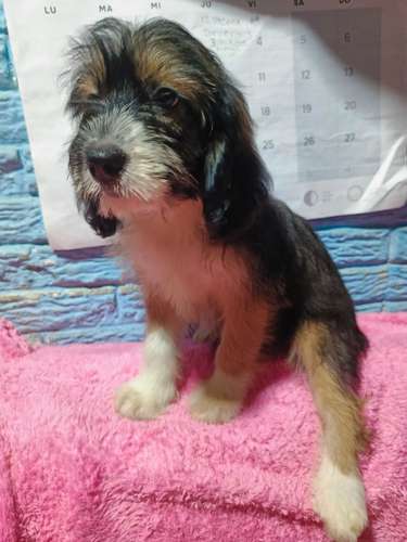 Linda cachorra Cockers con Maltés vacunada y desparacitada - Imagen 5