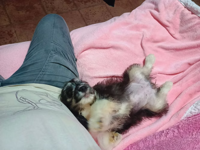 Bellas niñas vacunadas y desparacitadas listas para su nuevo hogar  - Imagen 17