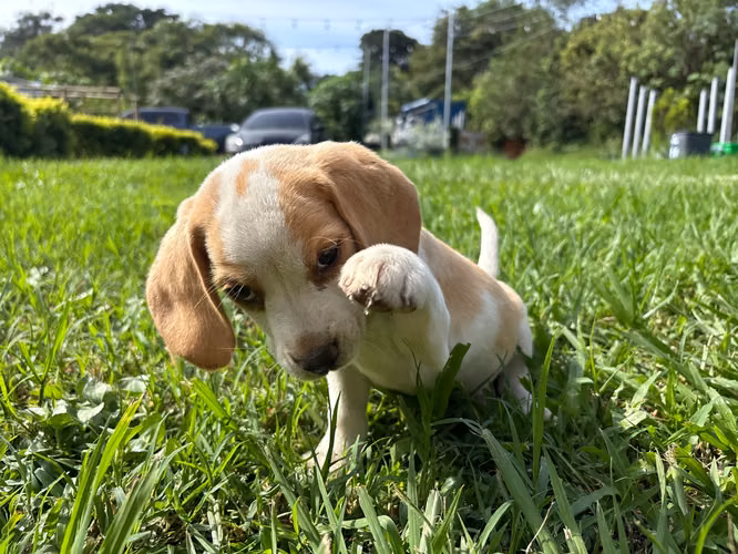 Beagle papás pedigree - Imagen 5