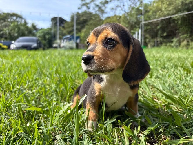 Beagle papás pedigree - Imagen 2