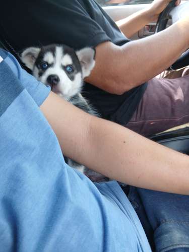 Husky sierian