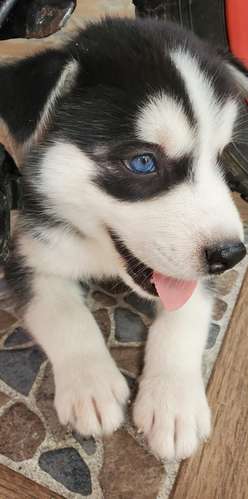 Husky sierian