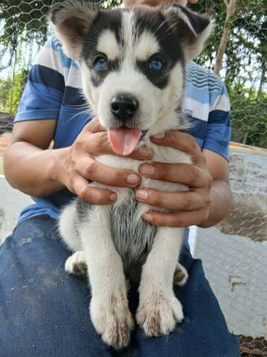 Husky sierian