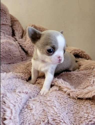 Cachorros Chihuahua Teacup Macho y Hembra 2 Meses Vacunados Ayutepeque - Imagen 5