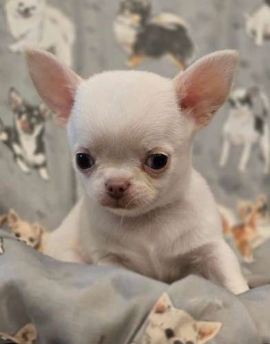Cachorros Chihuahua Teacup Macho y Hembra 2 Meses Vacunados Ayutepeque - Imagen 2
