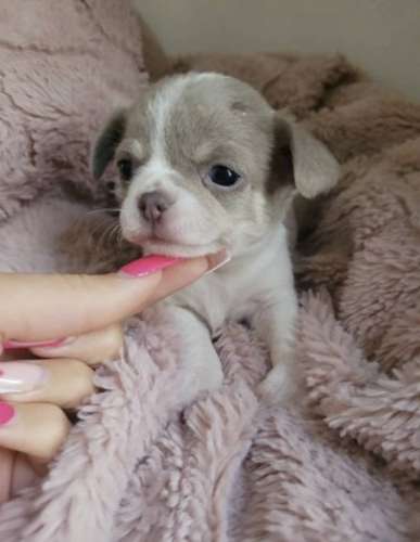 Cachorros Chihuahua Teacup Macho y Hembra 2 Meses Vacunados Ayutepeque - Imagen 3