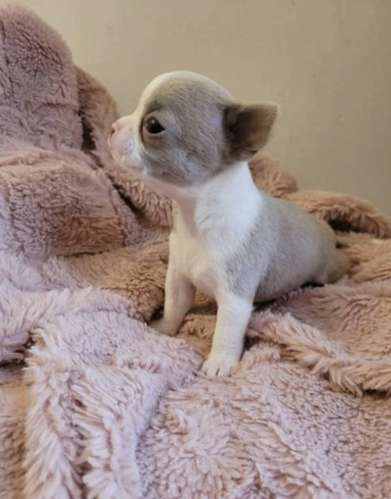 Cachorros Chihuahua Teacup Macho y Hembra 2 Meses Vacunados Ayutepeque - Imagen 6