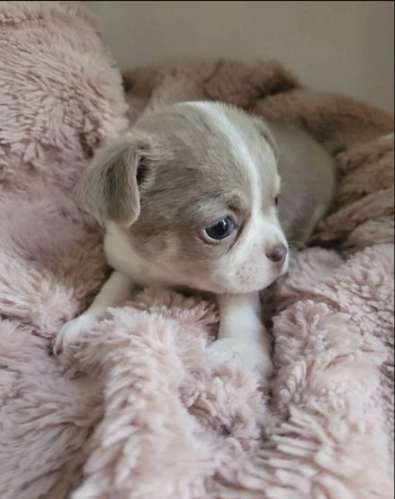 Cachorros Chihuahua Teacup Macho y Hembra 2 Meses Vacunados Ayutepeque - Imagen 4