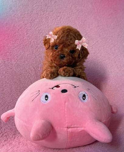 Cachorros Caniche Toy Teacup Macho y Hembra 2 Meses Vacunados Colon - Imagen 6