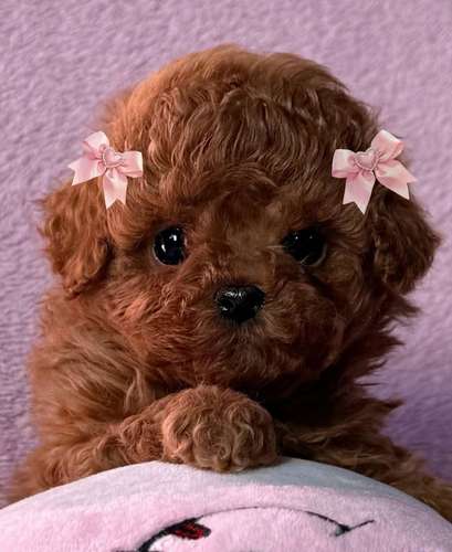 Cachorros Caniche Toy Teacup Macho y Hembra 2 Meses Vacunados Colon - Imagen 5